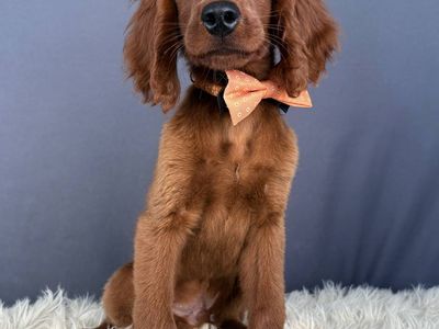Carmel – 3.5 mo Mini Golden Retriever (Male)