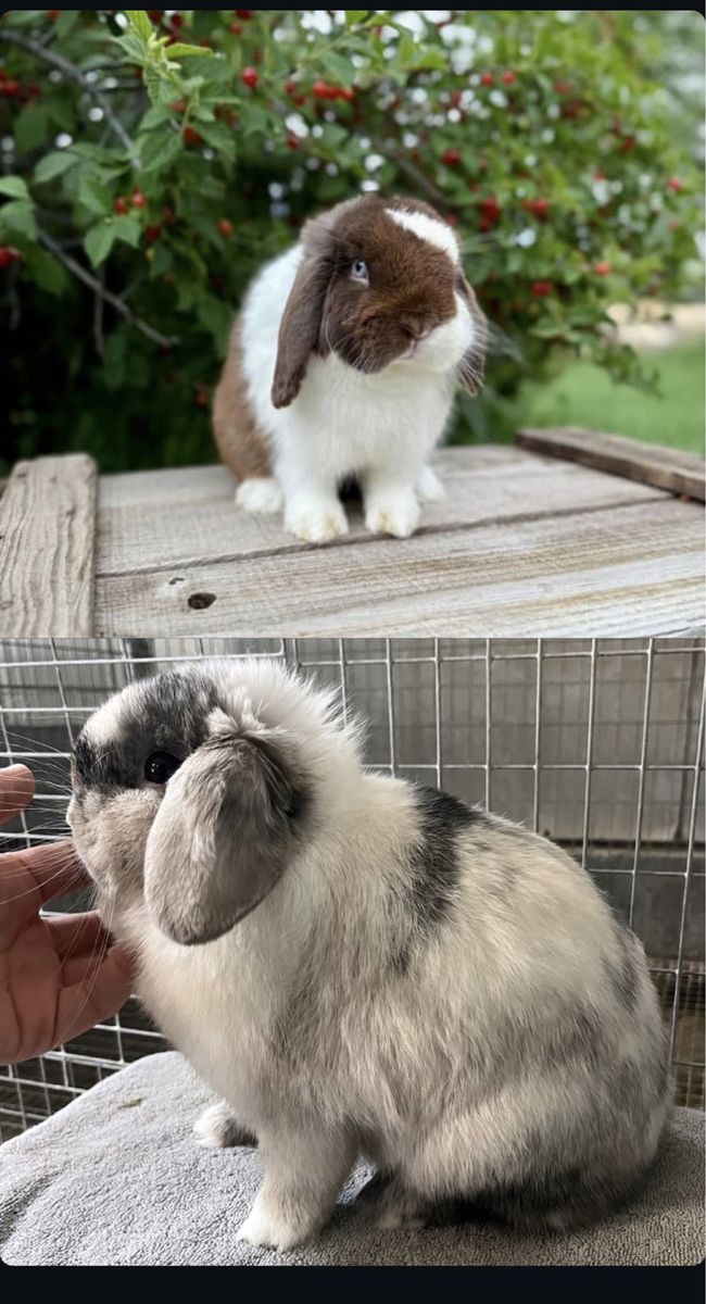Holland lop Doe (ears up)