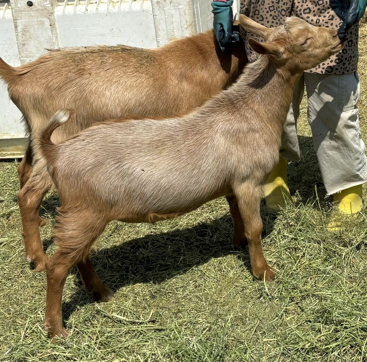 American Guernsey Buck kid