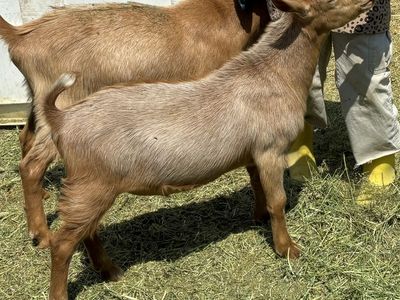 American Guernsey Buck kid