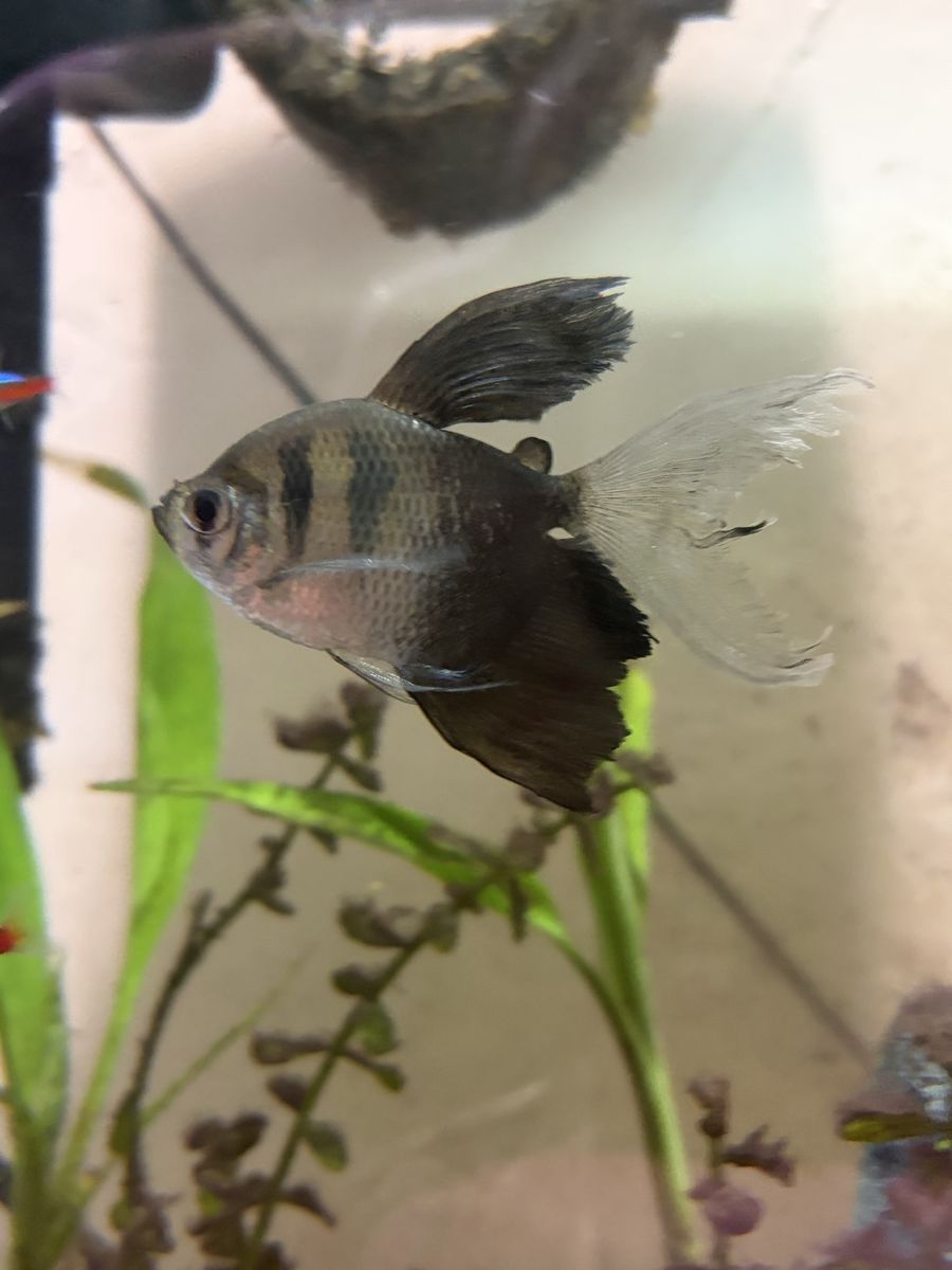 Long fin tetra fish