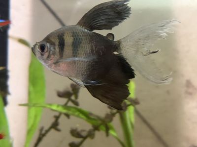 Long fin tetra fish