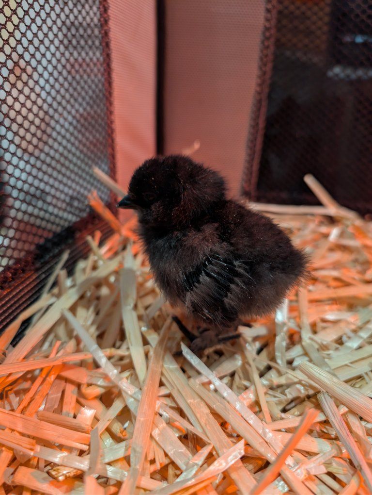 Chicks