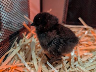 Chicks