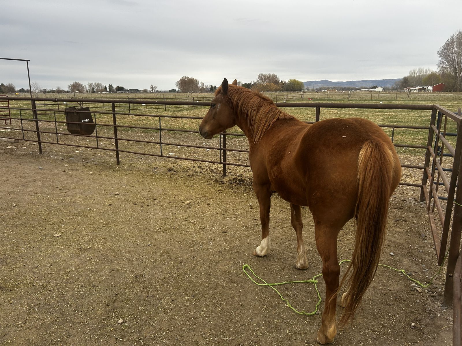 Haflinger cross filly