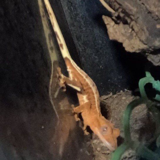 Juvenile Lilly White Crested Gecko