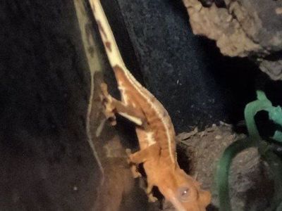 Juvenile Lilly White Crested Gecko