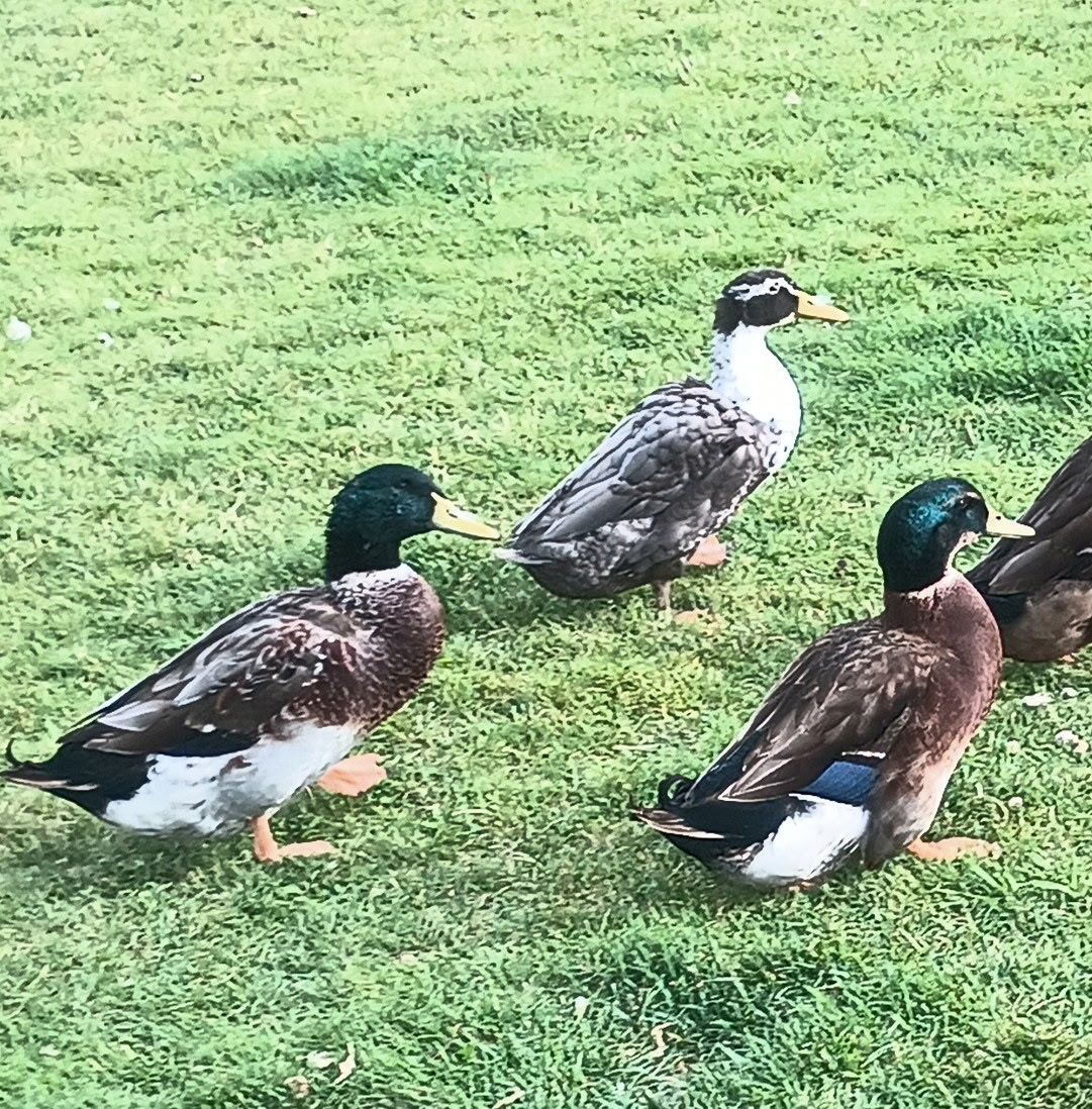 3 Free drakes (male ducks) take one, two or three!