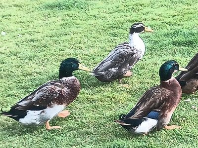 3 Free drakes (male ducks) take one, two or three!