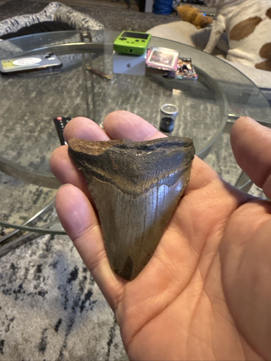 Prehistoric 3 Megalodon Shark Tooth