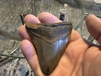 Prehistoric 3 Megalodon Shark Tooth