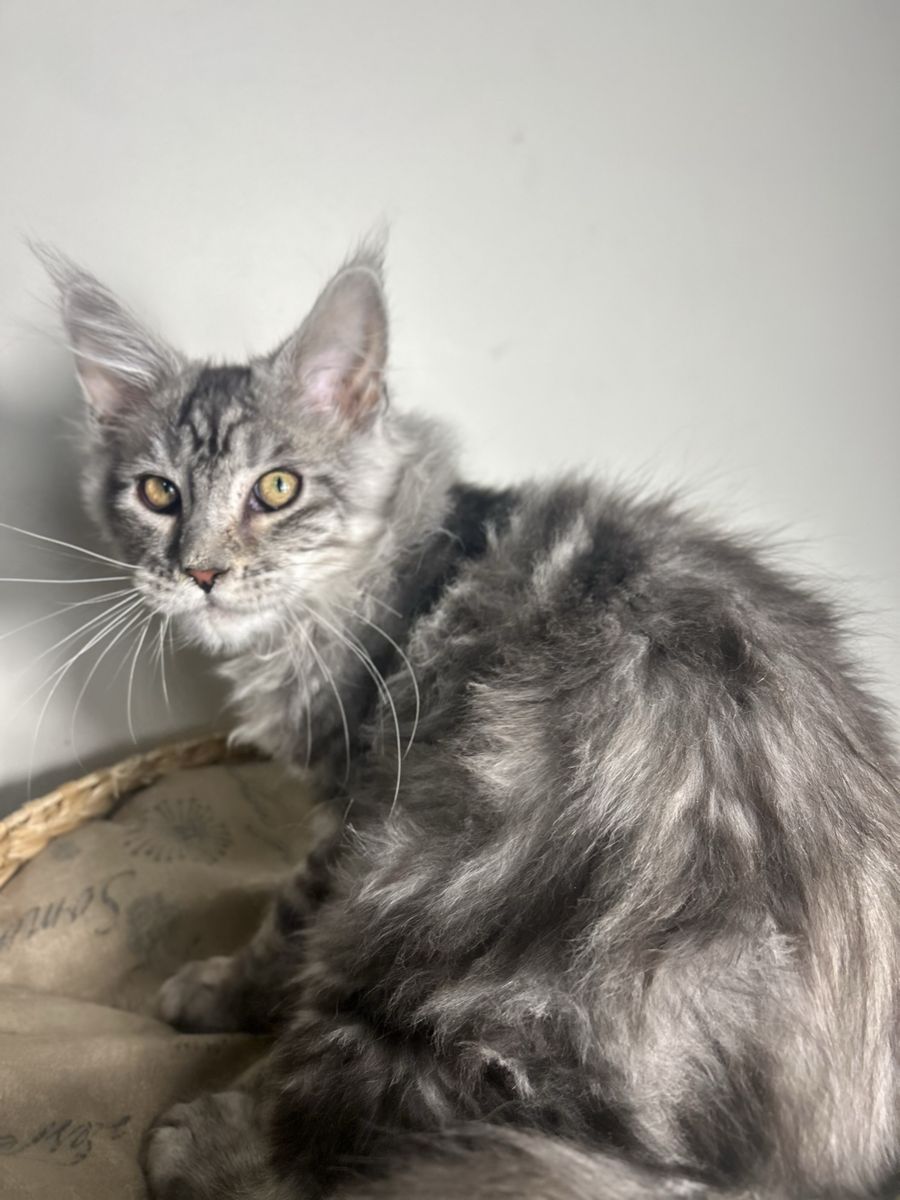 TICA maine coon kittens 2 males left