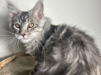 TICA maine coon kittens 2 males left