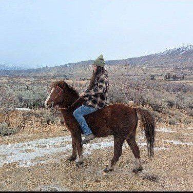 Pony