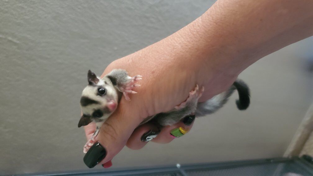 Very BIG sugar glider cage with a colony