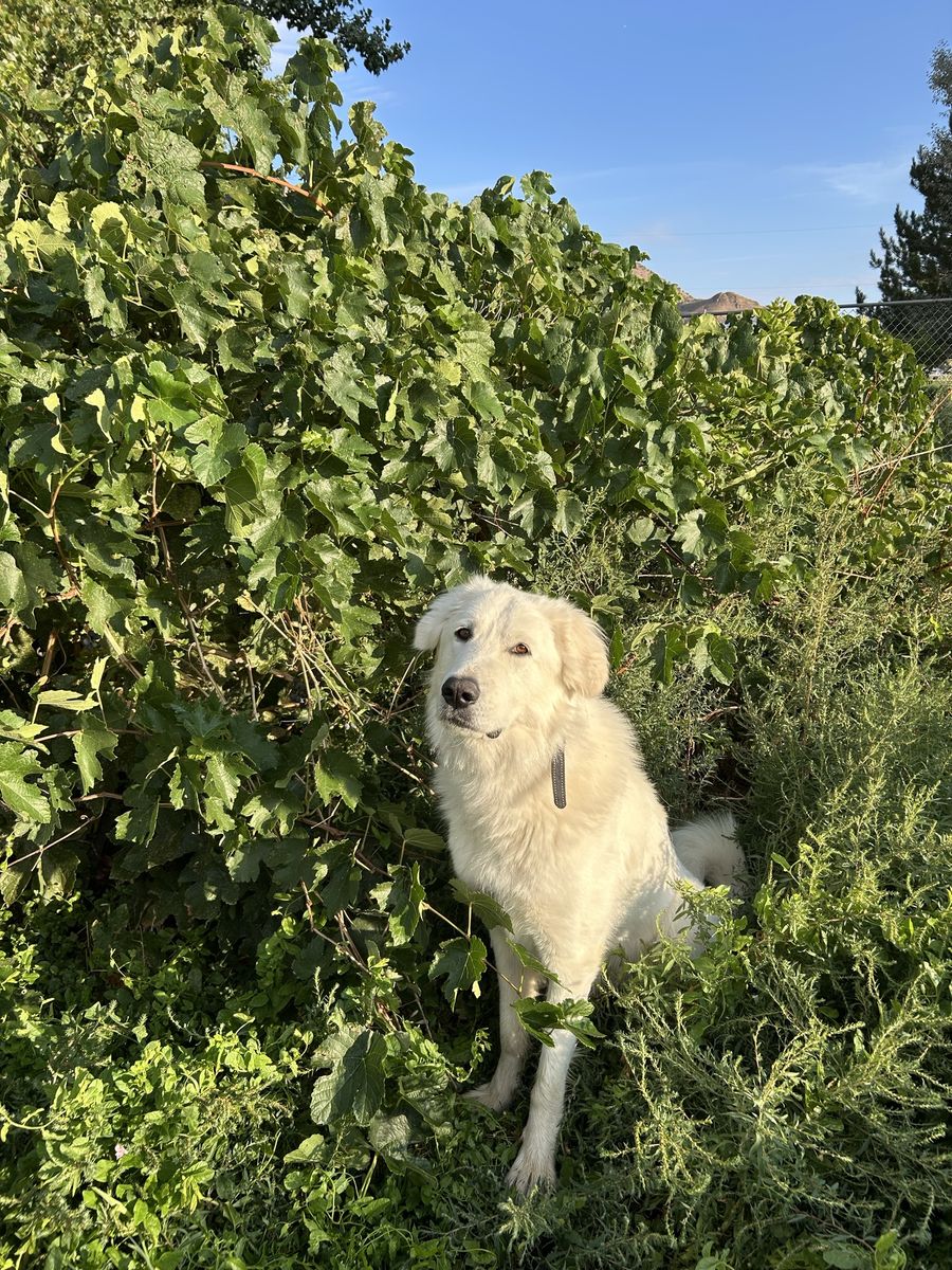Female Great Pyrenees -2.5y
