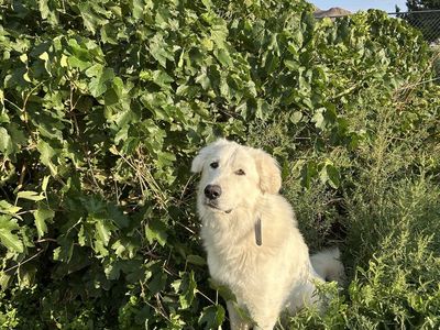 Female Great Pyrenees -2.5y