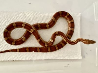 Female Corn snake - Heavily Red Normal - Het Diffused, Het Masque, 66% PH Scaleless