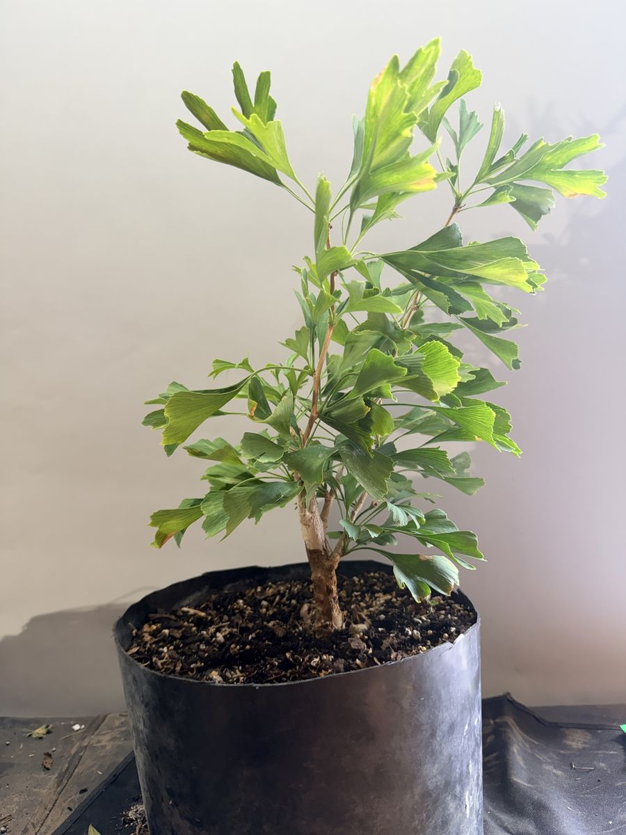 Young Ginkgo Biloboa Bonsai