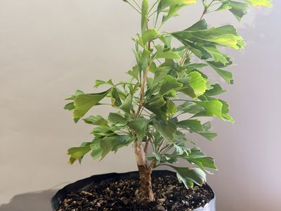 Young Ginkgo Biloboa Bonsai