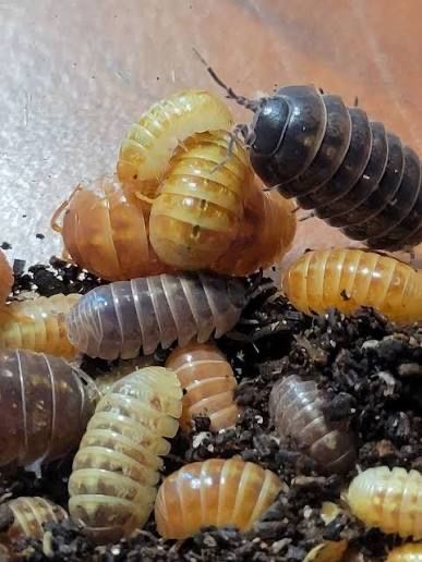 Punta Cana Isopods