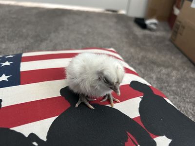 Zombie and White leghorn day old chicks