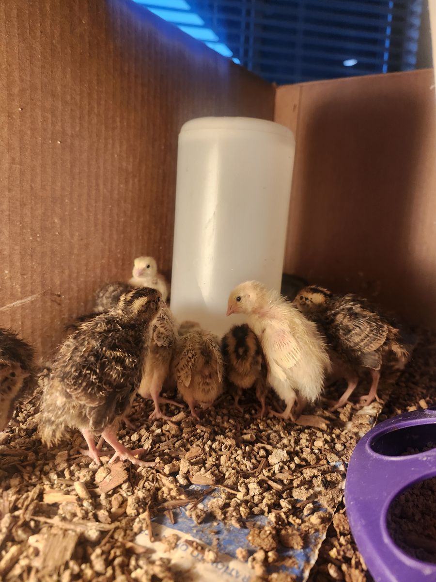 Quail chicks 4 weeks old, they are getting their Flight feathers.