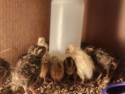 Quail chicks 4 weeks old, they are getting their Flight feathers.