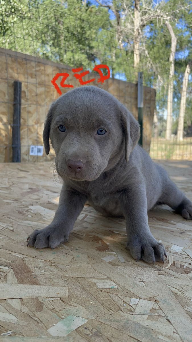 Purebred Silver Lab Puppies