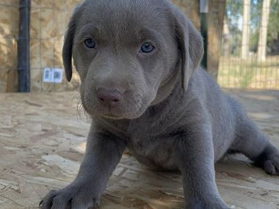 Purebred Silver Lab Puppies