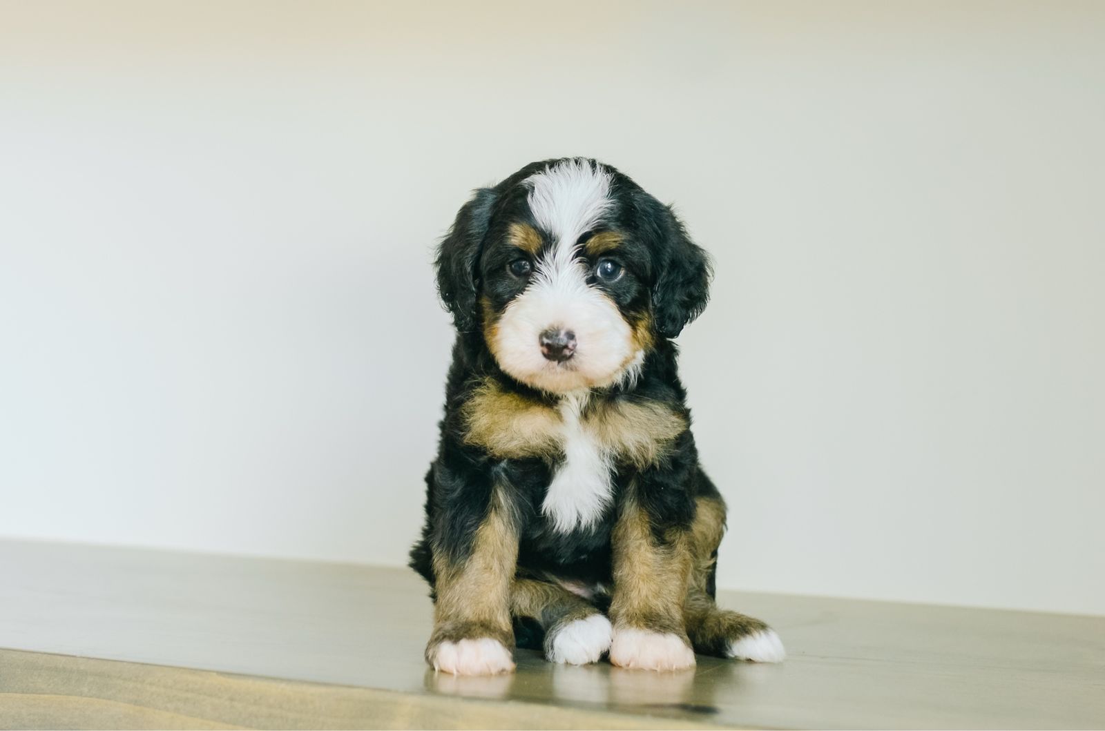 Micro Mini Bernedoodle puppies