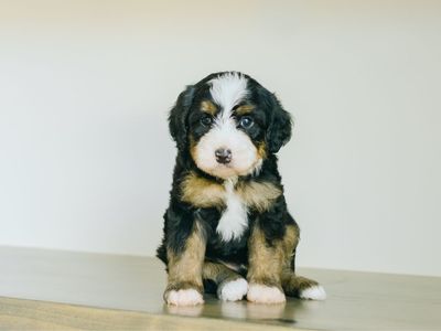 Micro Mini Bernedoodle puppies
