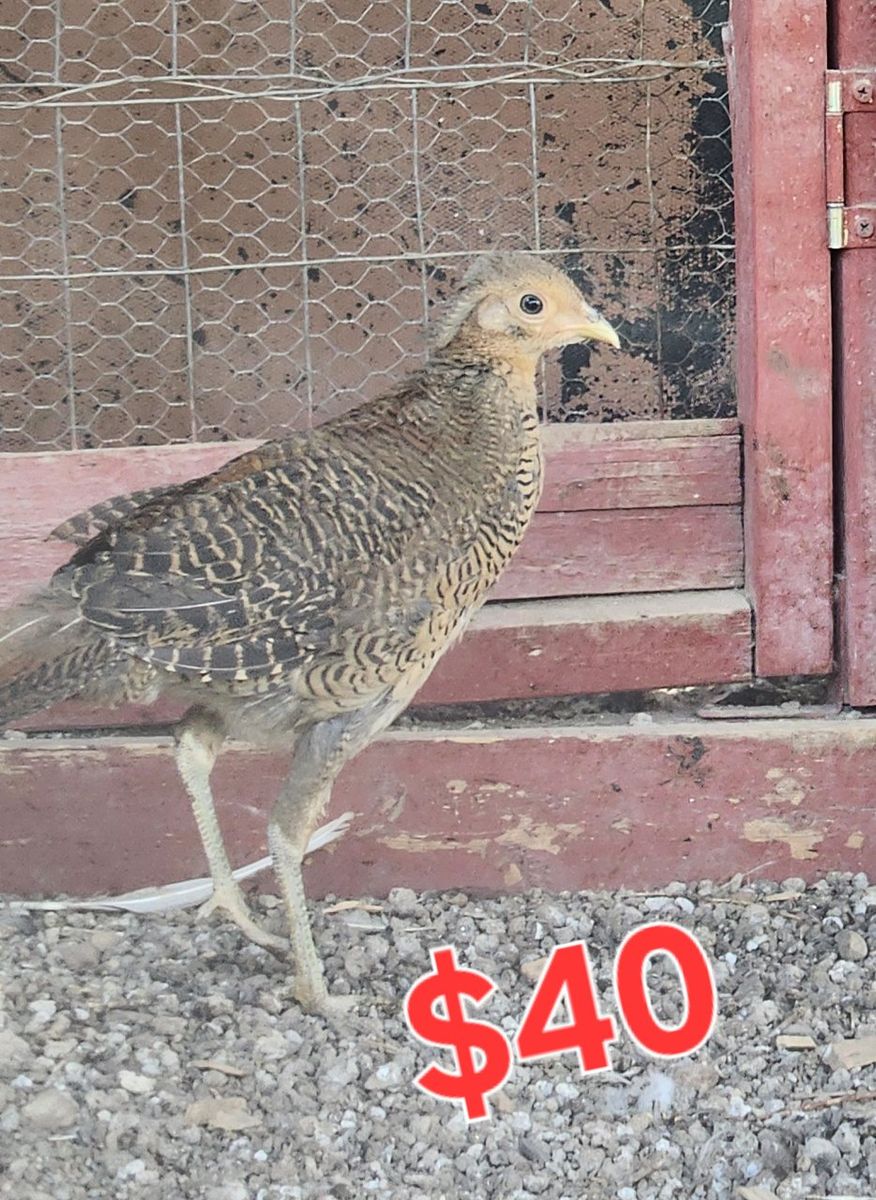 Exotic Pheasants for Sale