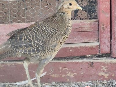 Exotic Pheasants for Sale
