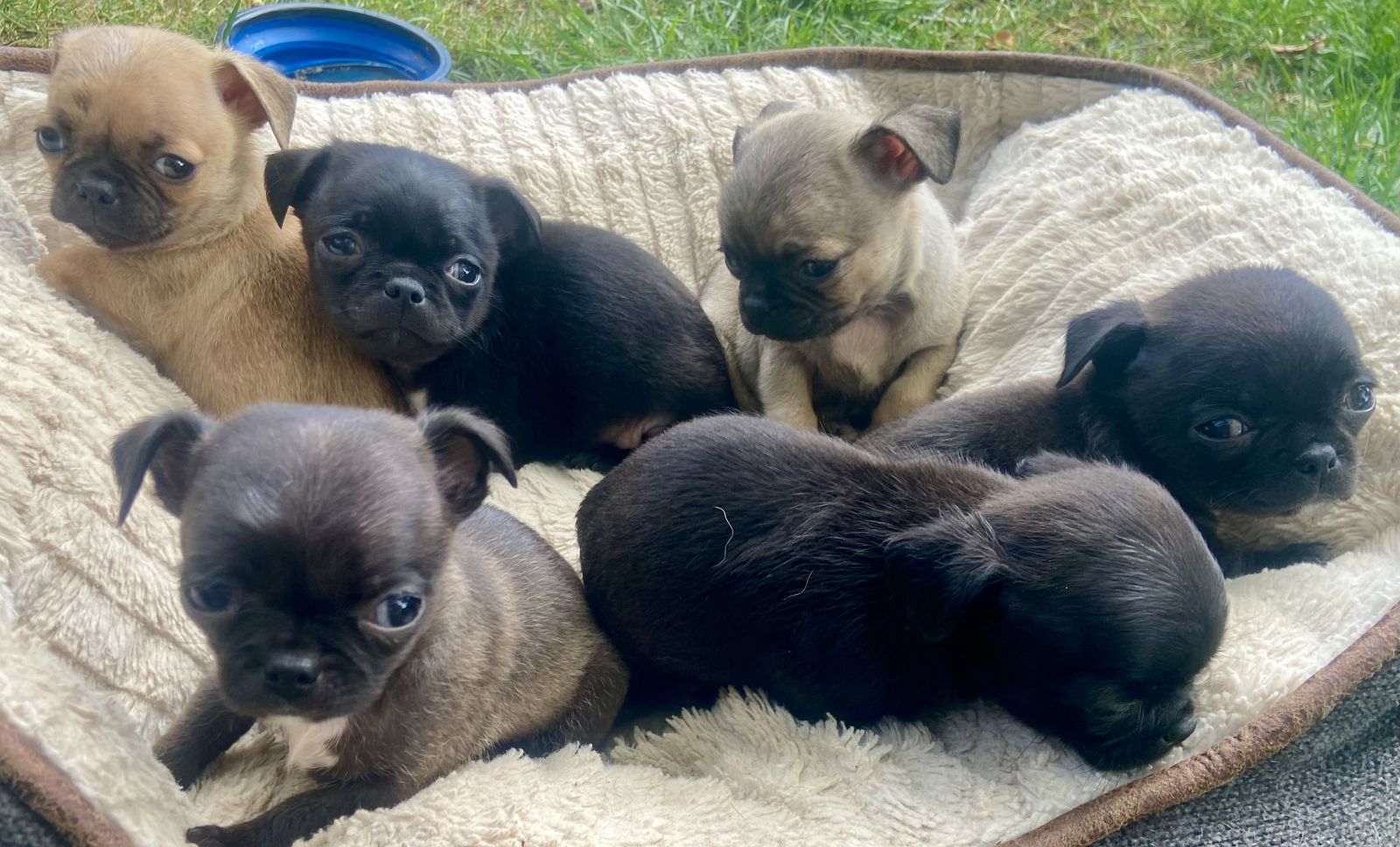 Beautiful pug/ shihtzu puppies 