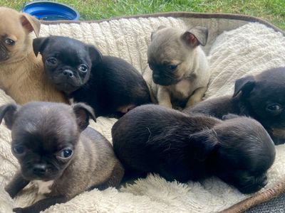 Beautiful pug/ shihtzu puppies
