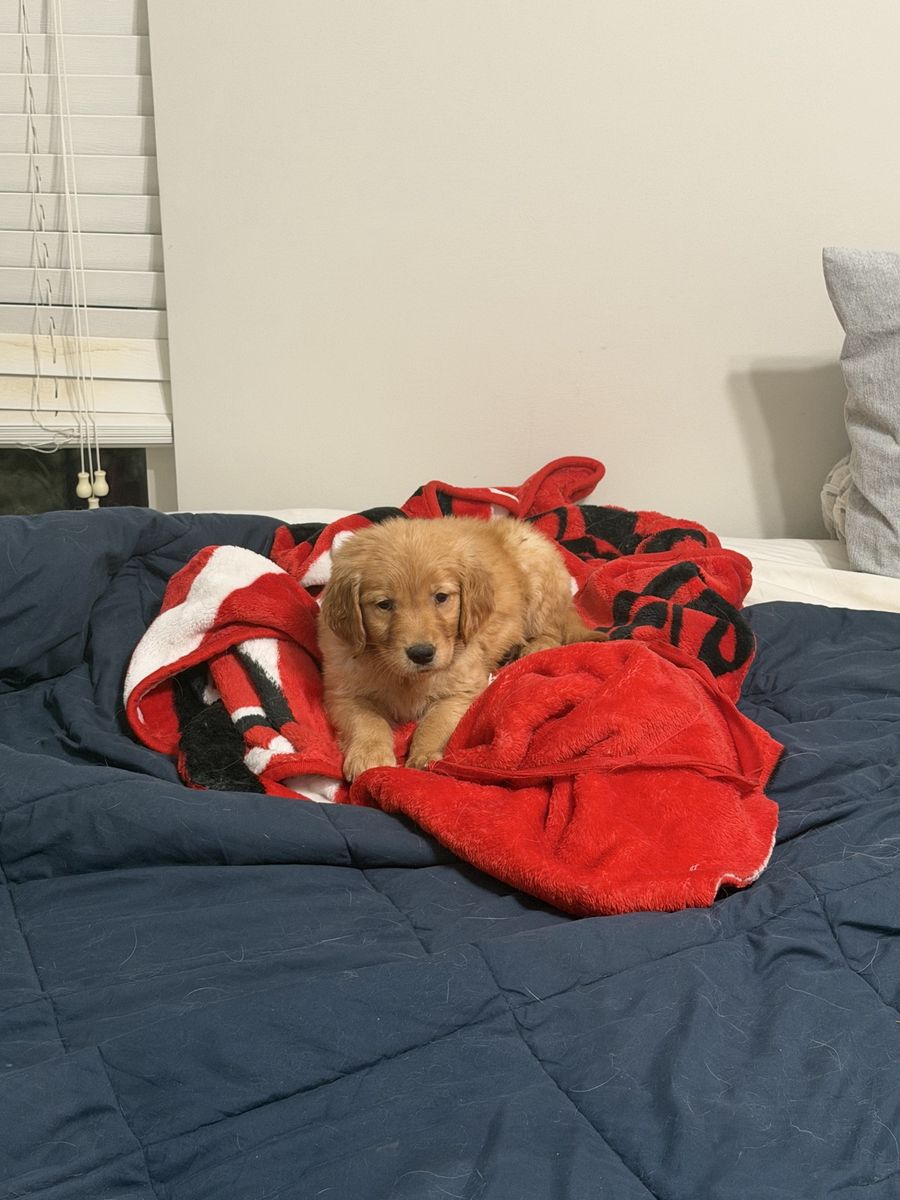 Male Pure Bred Golden Retriever Puppy