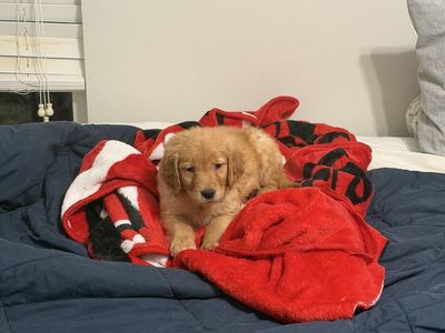 Male Pure Bred Golden Retriever Puppy