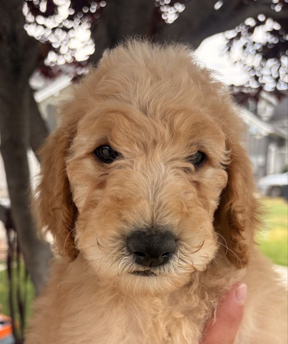 AKC Standard Poodle Puppy - Apricot - Vaccinated & Started Training
