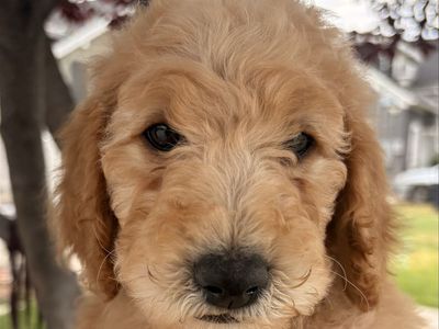 AKC Standard Poodle Puppy - Apricot - Vaccinated & Started Training