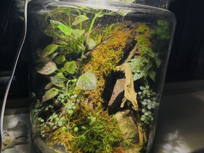 Large terrarium