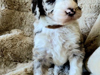 Sheepadoodle puppies
