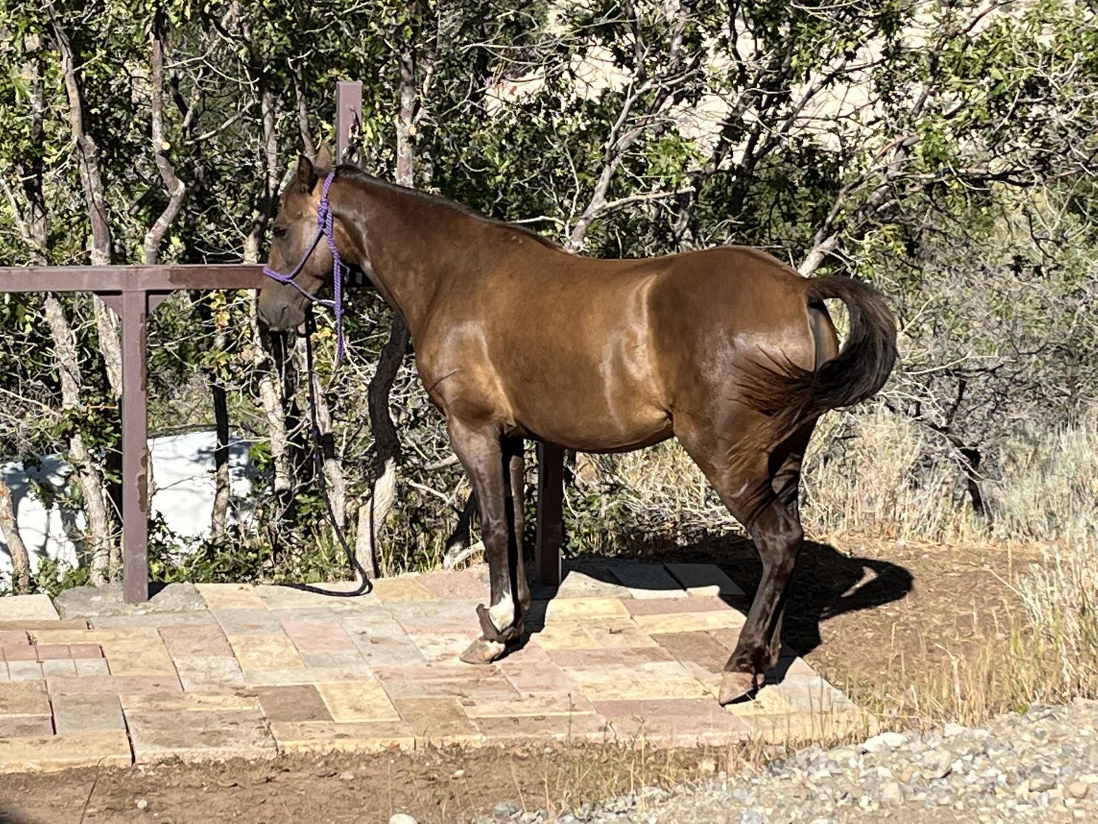 Rocky Mountain Mare