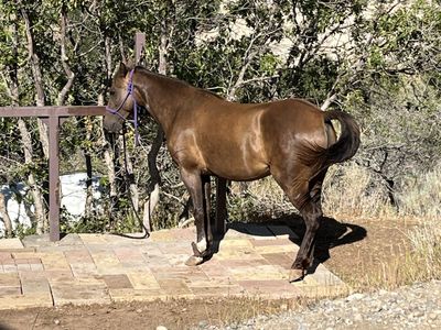 Rocky Mountain Mare