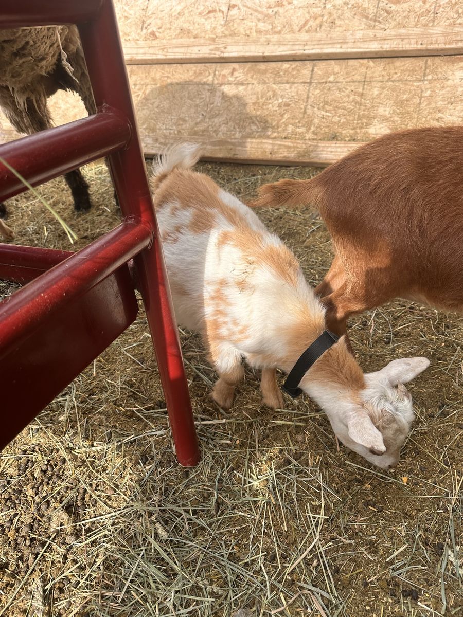 Goats