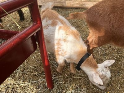 Goats