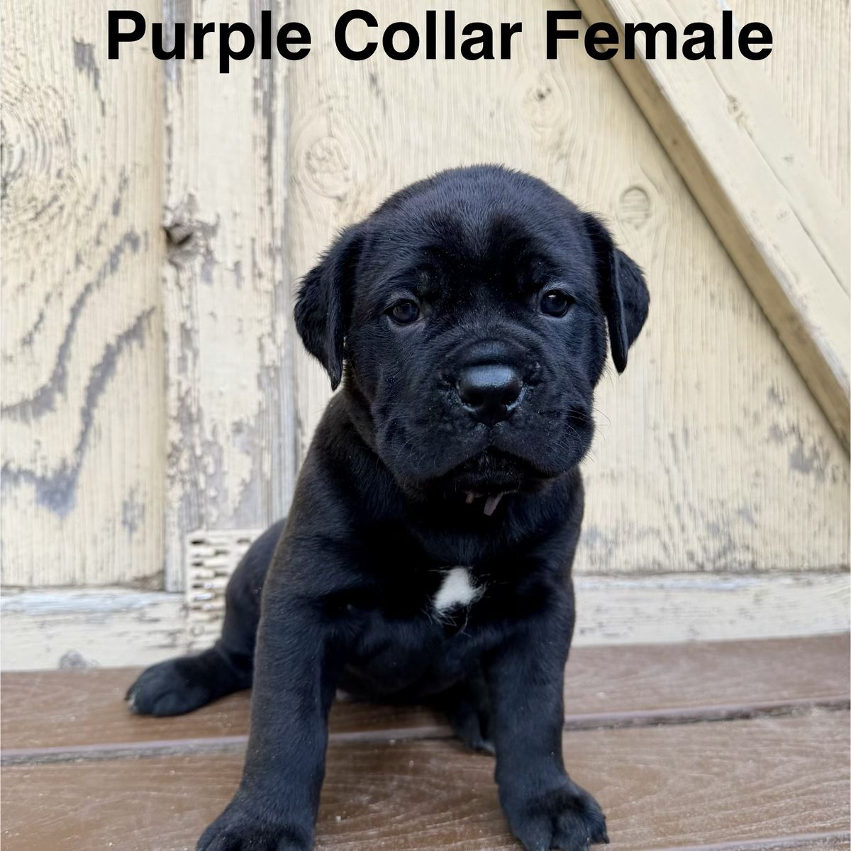 AKC Health Tested Cane Corso Puppies