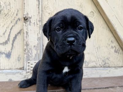 AKC Health Tested Cane Corso Puppies
