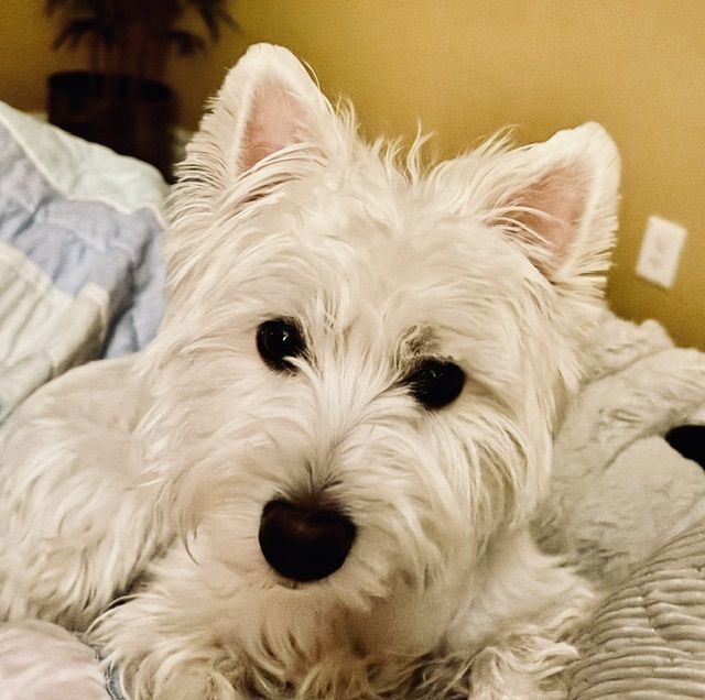 West Highland "Westie" Female Dog - Spayed