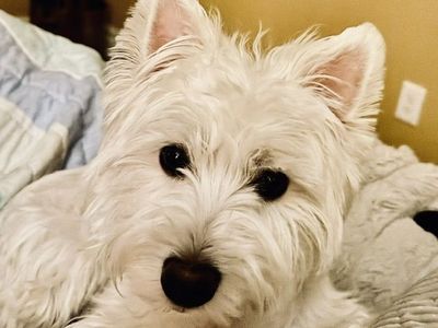West Highland "Westie" Female Dog - Spayed